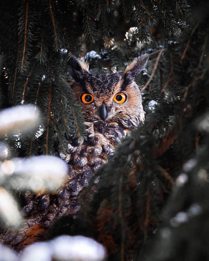 5. The hoarding owl