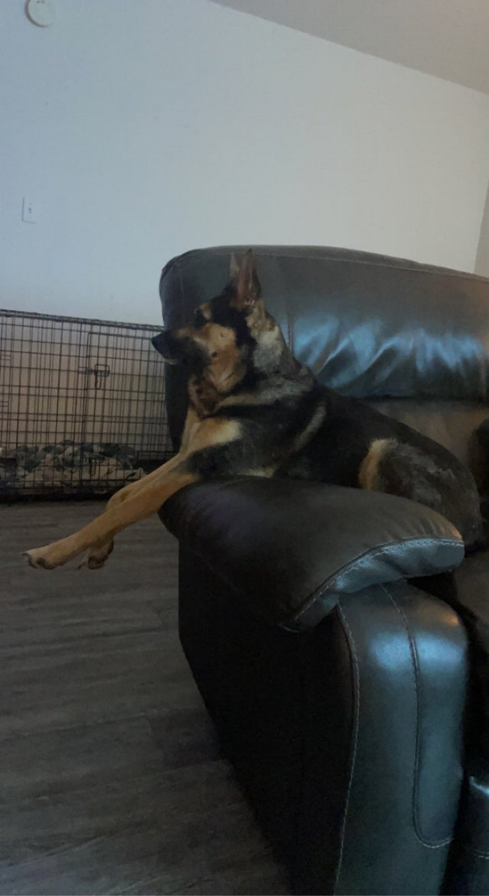 15. "My Dog Has Gotten Used to My Girlfriend Coming Over Most Evenings, So Now She Sits and Stares at the Door Until She Gets Here."