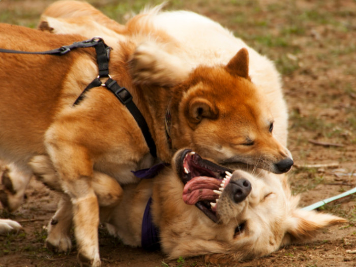 Bringing an aggressive dog to a park wouldn't be fair to other dogs who just want to play.