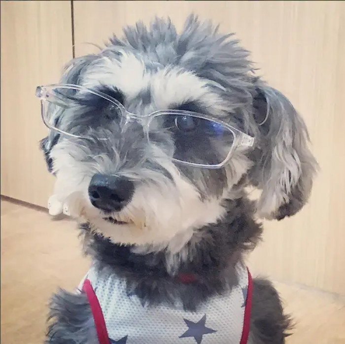 3. Professor Schnauzer