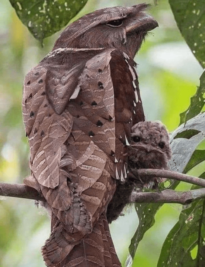 18. Large frogmouth has leaf-like plumage, serving as camouflage.