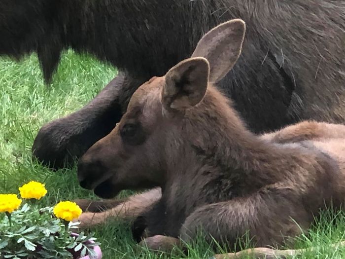 At birth, calves are relatively large, weighing 25 to 35 pounds.