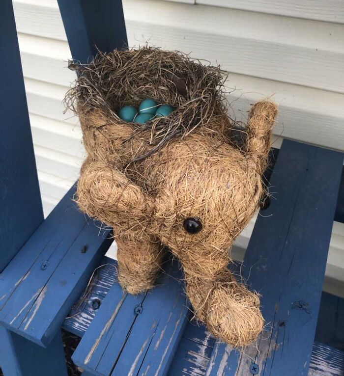 11. Created Nest In Back Of An Elephant Planter