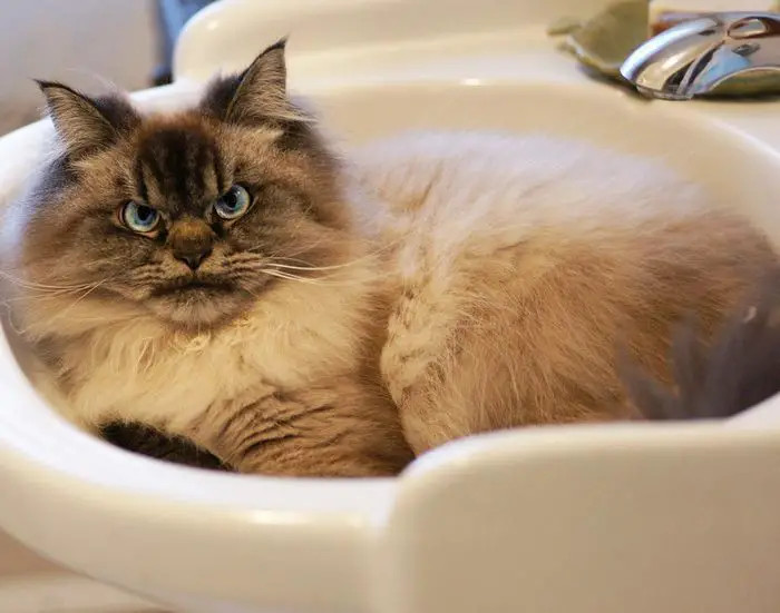 This is my space now, so go find another spot, hooman.