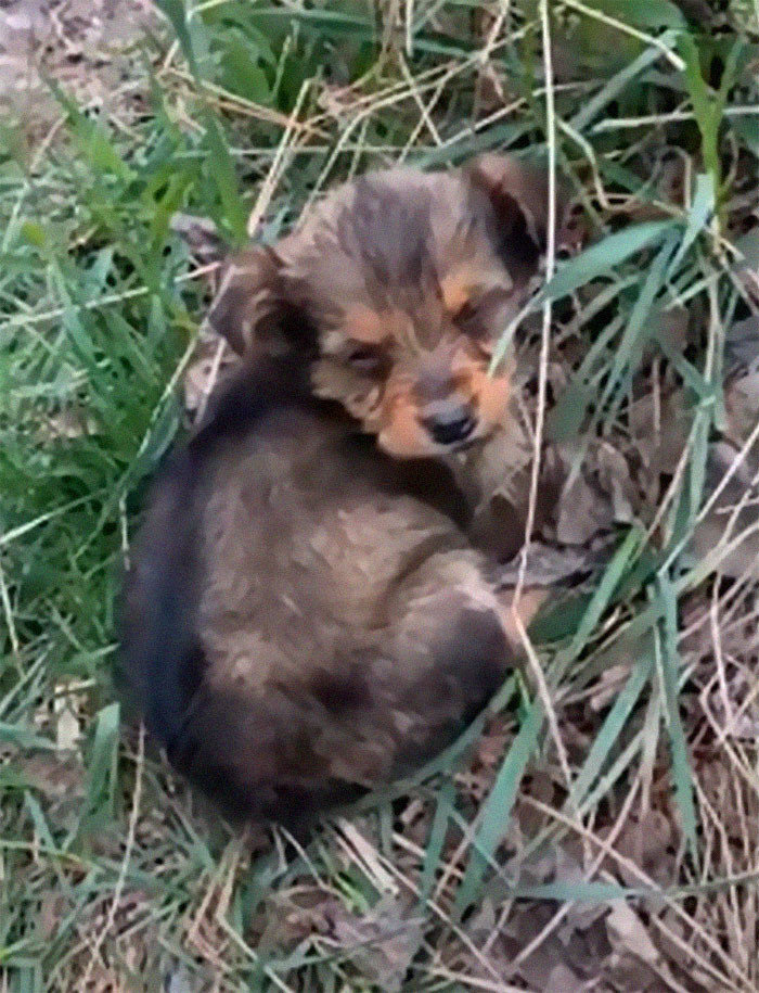 Goran Marinkovic, a seasoned animal rescuer, noticed a little puppy while on one of his animal feeding routes