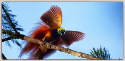 15 Types of Birds of Paradise and the Displays That Identify Them