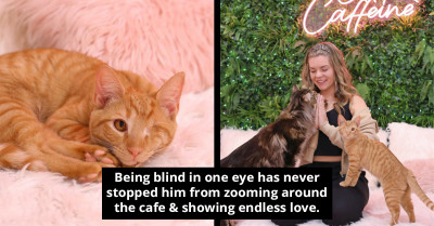 Rescue Cat Loses His Eye, Finds A Temporary Home With Lots Of Fellow Feline Friends In A Cat Café