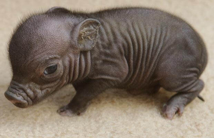 Adam gave the name Paulinchen to this two-week-old piglet.