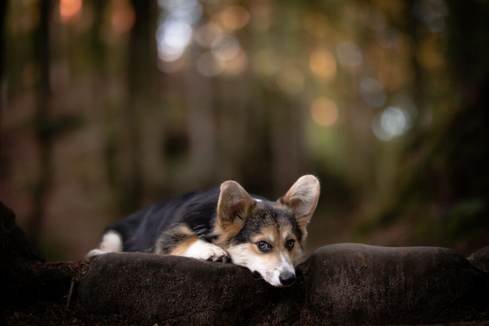 4. Okay, I think this dog looks sad as well