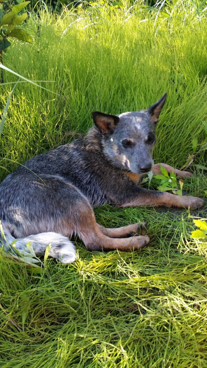 "Blue Heeler"