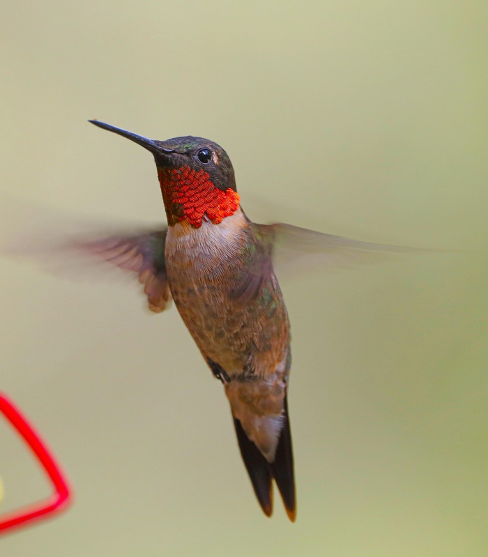 How Birds Turn, Brake, and Land
