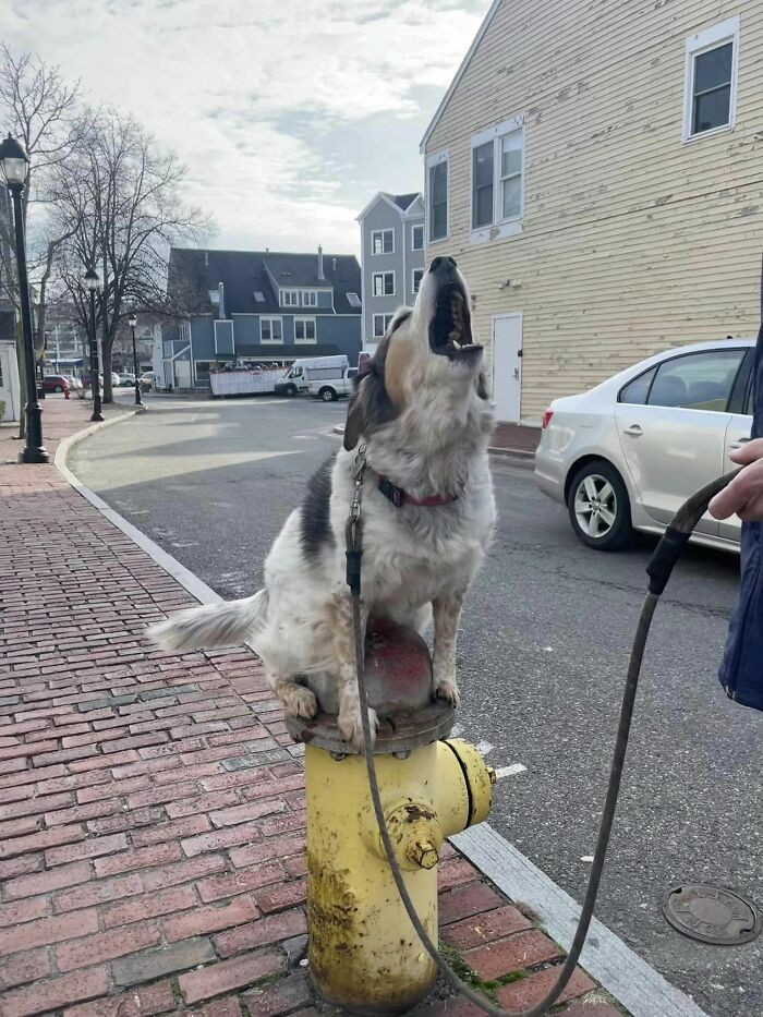 25. This Is Jessie ! She Came Up To My Roommate And I Asking For Pets When She Was Passing On Her Walk In Salem, Ma. After A Short Conversation About Her, Jessie’s Father Beckoned Us To The Nearest Fire Hydrant(Which Was About 10-Feet Away). She Hopped Onto It Without Prompt And I Wonder What A Shock It Was For Him When He Found Out She Does That. This Was Also My Favorite Part Of The Trip And A Story I Will Pass Onto My Grandchildren Now