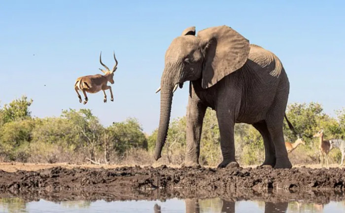 Although the moment seems more like a friendly encounter between the two, the tiny antelope was actually trying to defend its territory as it sees the elephant as an intruder.