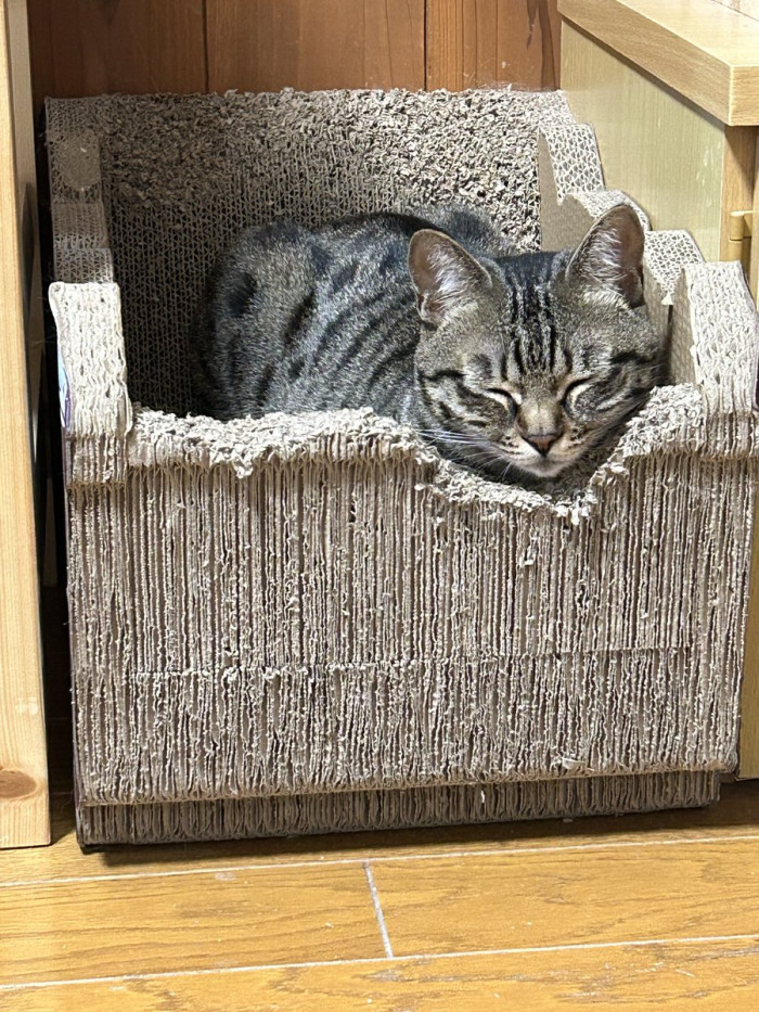 This is Shimeji. She's the only female cat in the group.