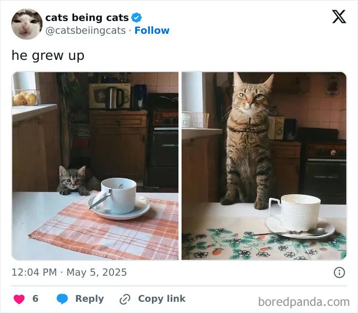 43. From milk to espresso—character development.