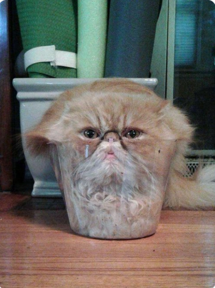 20. "Hey human, I fit! Can you please get me out of here?"