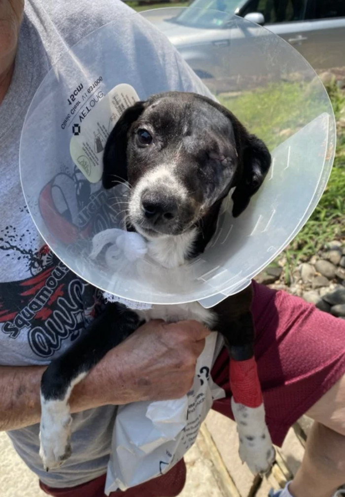 5. "My little Chai bean before and after we adopted her. Every day I’m thankful for her??"