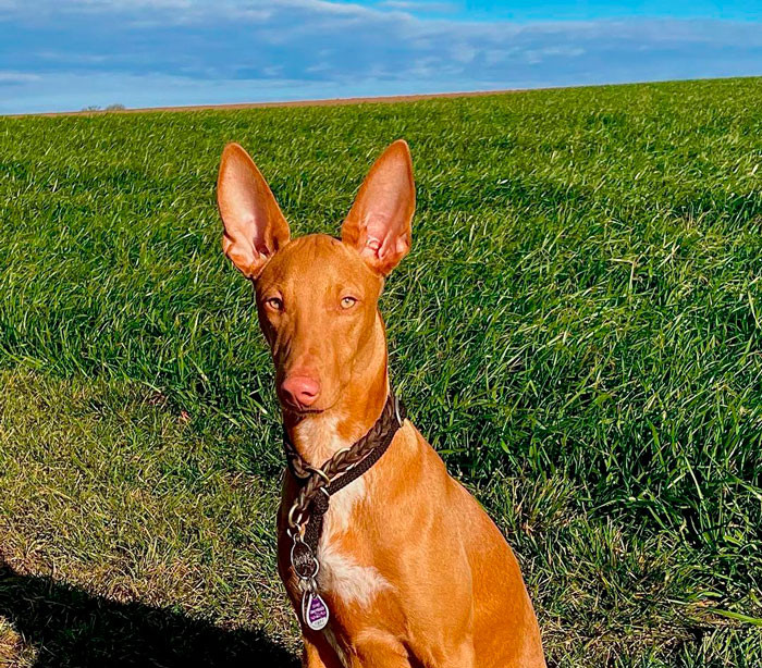 30. Pharaoh Hound