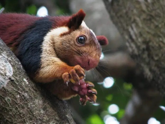 The Indian forests are home to the Malabar squirrel, or Indian giant squirrel, which is the world’s largest squirrel