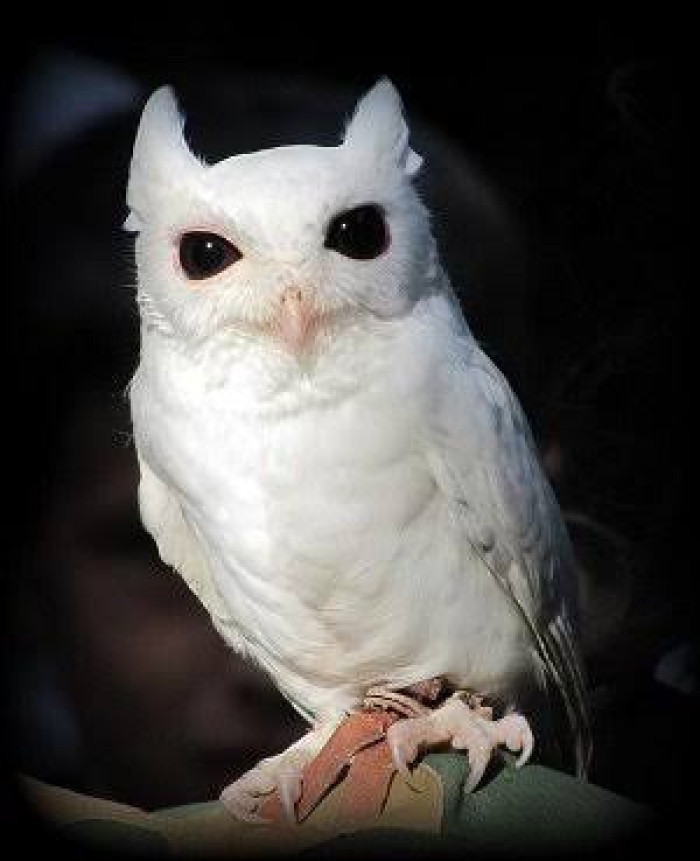 22. White screech owl
