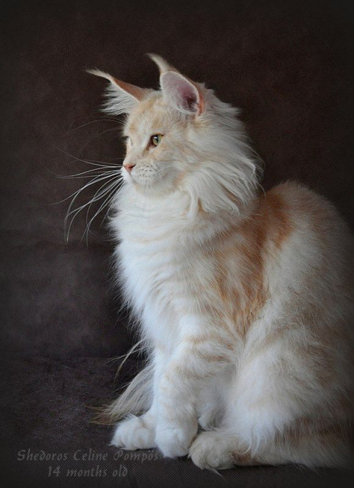 What about gold Maine Coons?