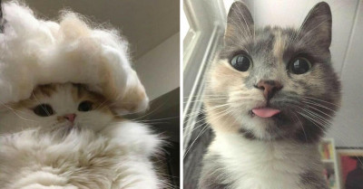 50 Cats With 'Powerful Auras' That Can't Be Missed