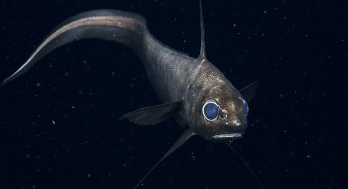 Rattail Fish