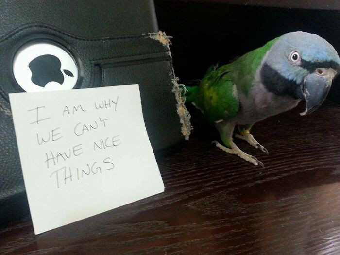 "Parrot Shaming"