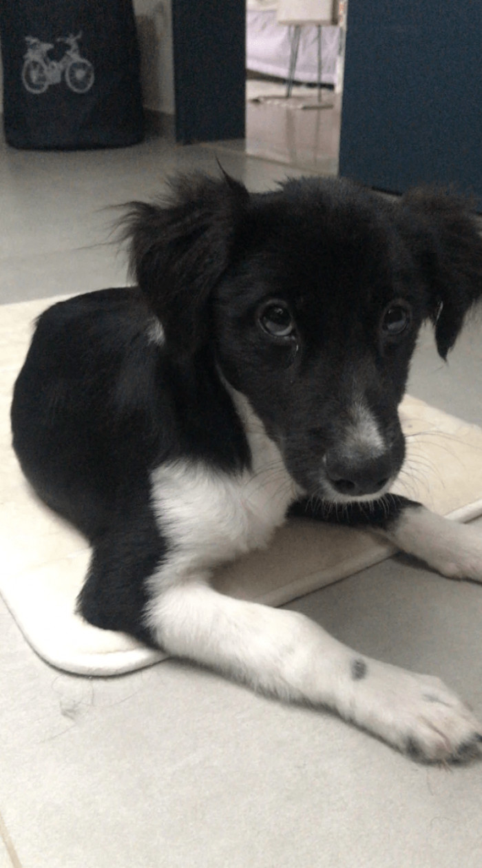 16. "Lola, from shy and deathly afraid of brooms to the boss of us all and still deathly afraid of brooms (my poor girl)"