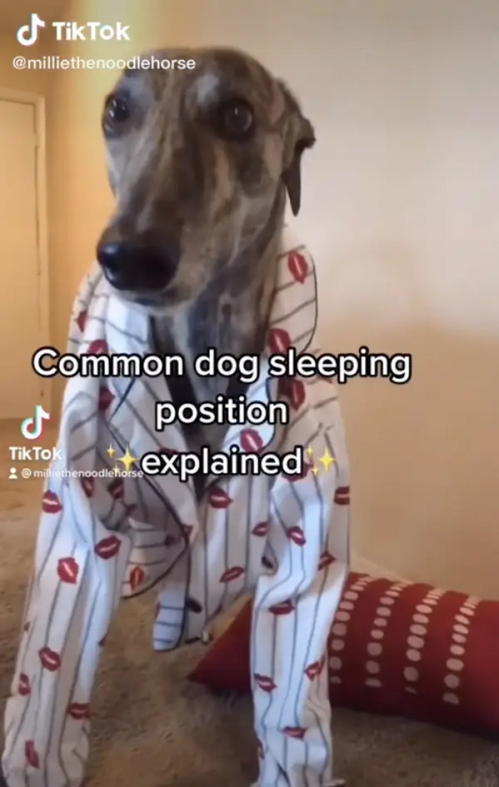 Ever wondered why your pup is in the weirdest sleeping position?