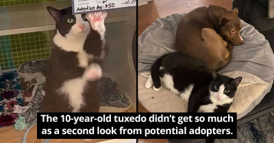 Cute Lonely Cat, Vali, Waves At People For Months Until The Right Person Finally Comes For Her