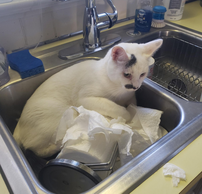 10. Cosmo the cat got taken to the vet because of her unusual and excessive time spent in the kitchen. As it turns out, she just loved doing it!
