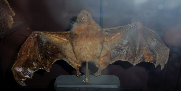 Lesser Mascarene Flying Fox Or Dark Flying Fox - Extinct 1864-1873
