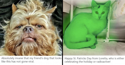 23 Of The Funniest Tweets About Cats And Dogs Curated To Feed Your Need