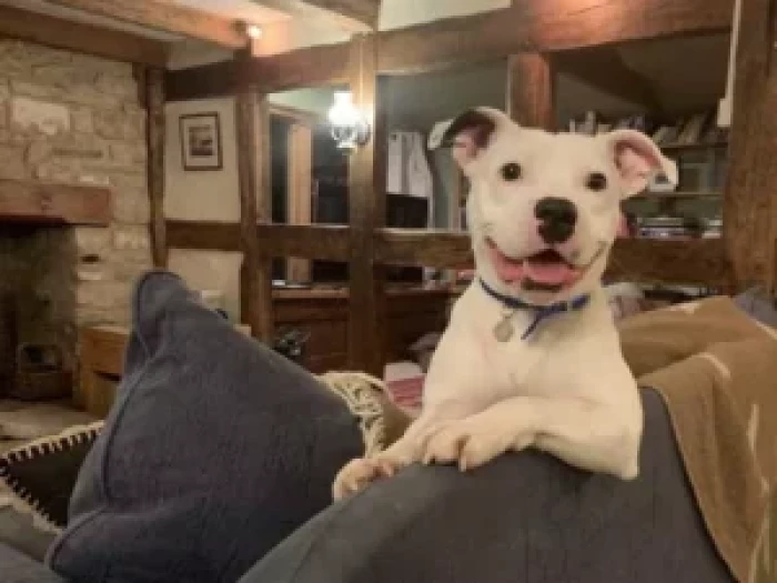 The RSPCA rescued Snoop, and not long after that, a kind man named Laurence Squire happily adopted him.