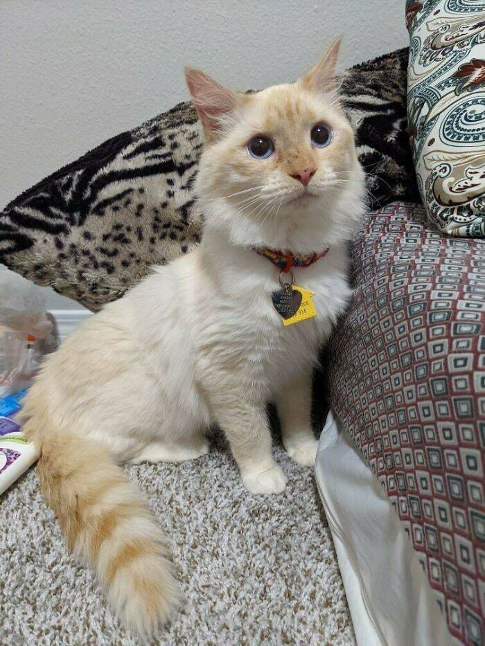 28. "We adopted this little dude on 5/11. The shelter staff told us he was super anxious. It turns out he just needed a stable home… Meet Butternut."
