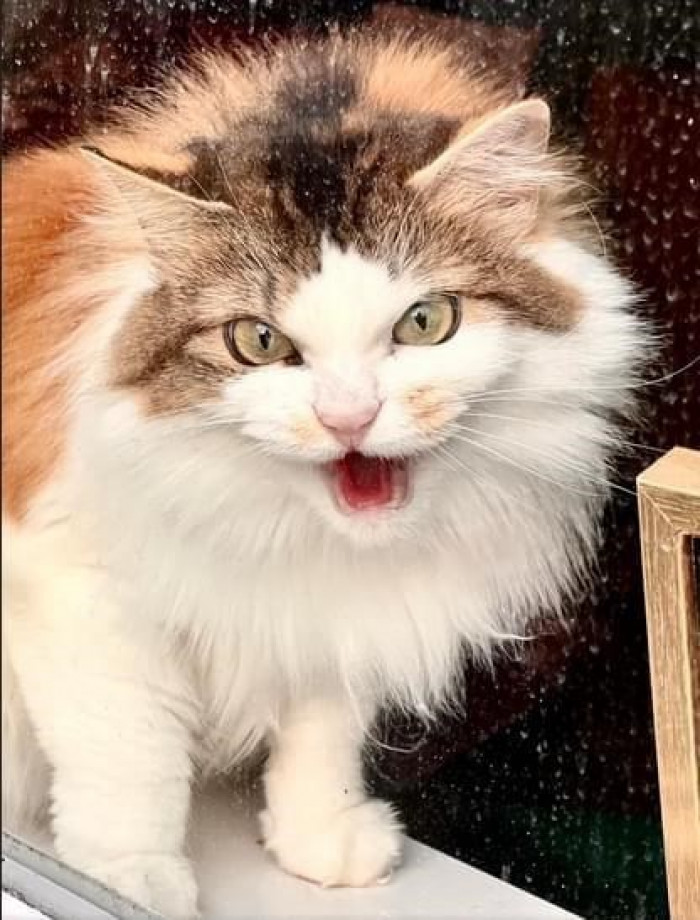 8. Hey hooman, SOOOO I thought it wise to inform you that it's time for my next meal