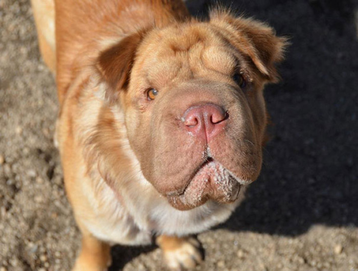 11. Cocker-Pei, which is a Shar-pei & Cocker Spaniel Mutt