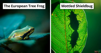 Belgian Natural Photographer Shares 23 Wonderful Photos Of Insects Taken With Macro Lens