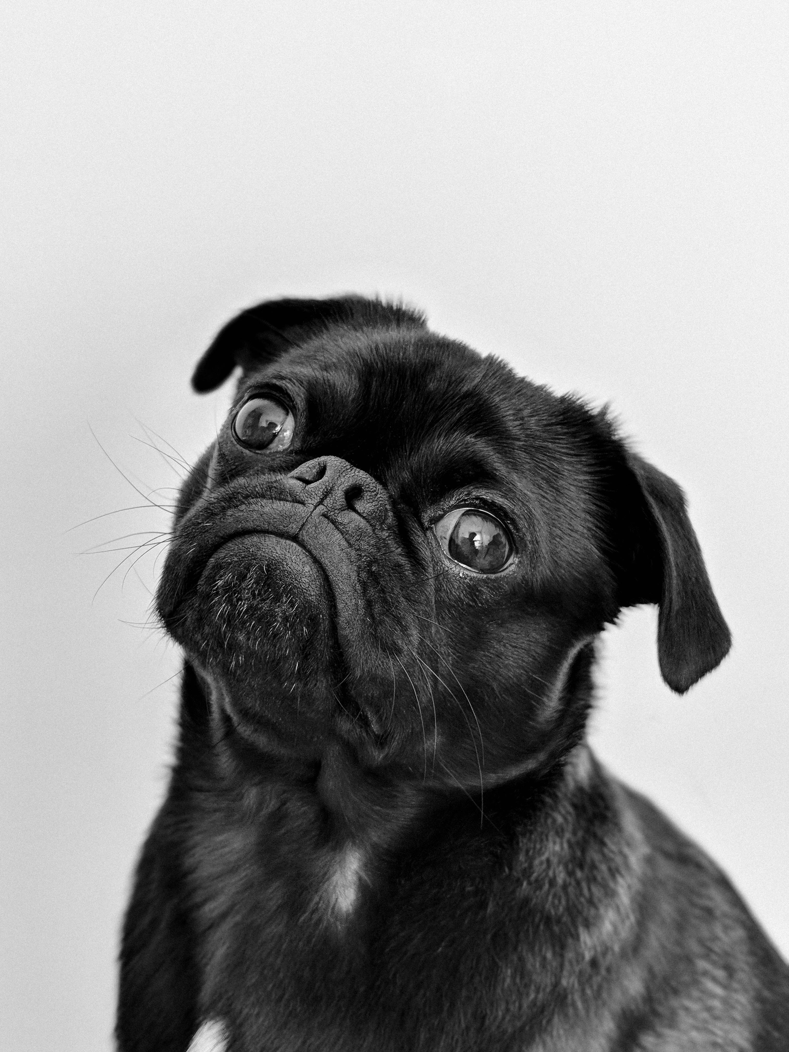 It’s not unusual for dog owners to assume their pets feel ashamed