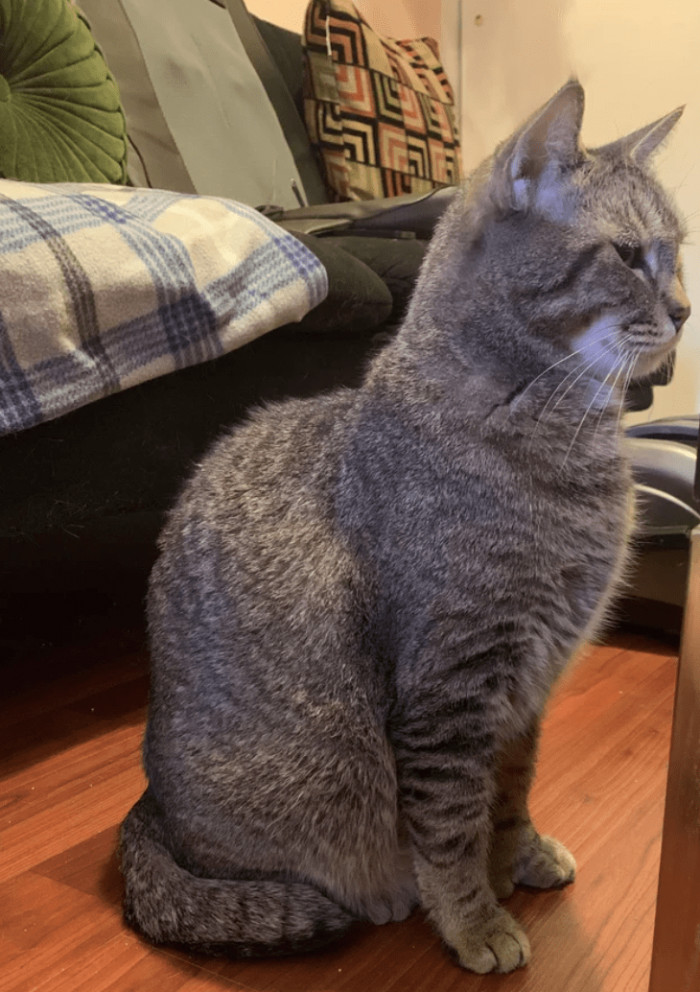 Orange tabby cat and tortie cat adopted after cats showed up