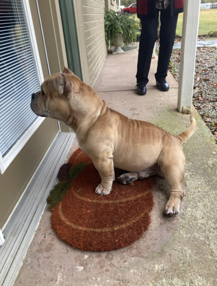 5. Here is my neighbor’s dog, Frankie