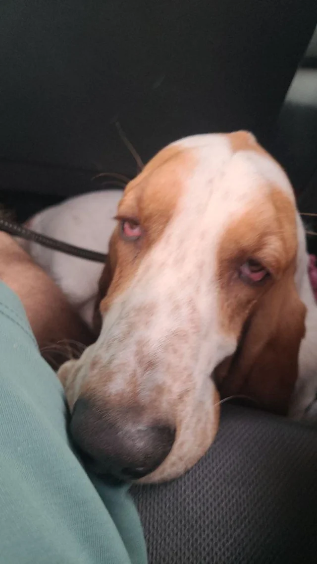 The dog had excellent 