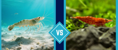 Shrimp vs Prawn: What Is the Difference?