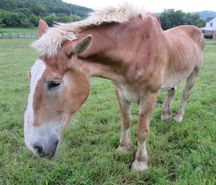 When he turned 30, his heartless owner no longer had any use for him and abandoned him