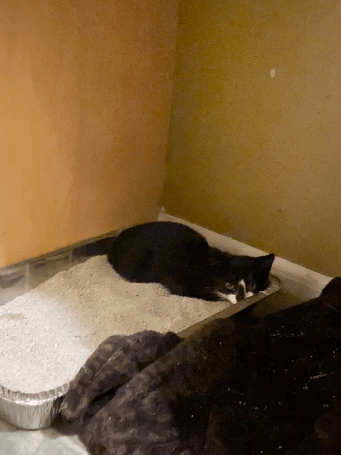 4. "Took an outside kitty in. Super scared and just freezes when I enter the room. I'm trying to go in the bathroom often to see him/her so their used to it. Do you have any suggestions on what else I should do? I know he needs a vet visit. Soon or when he's a little more comfy? Any advice is welcome"