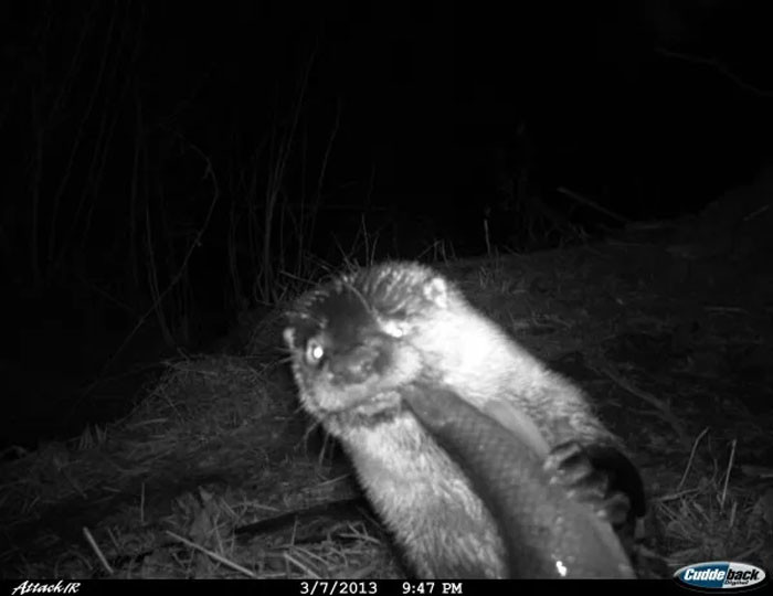 37. An Endangered Northern River Otter Is Photographed Dining On A White Sucker Fish