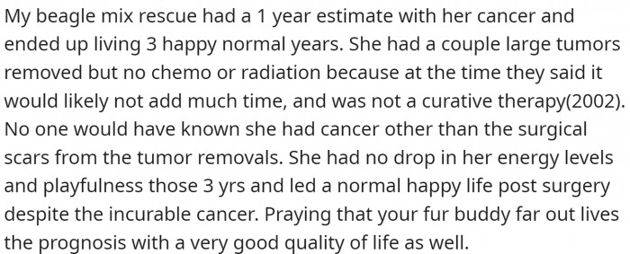 One Redditor shared their experience. Their dog had a good life after diagnosis and treatment.
