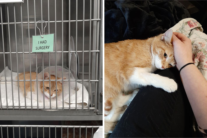 50. Miss Clementine was finally brought to her forever home.