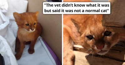 Woman Pays Visit To The Vet With Her Rescued Kitten Only To Discover That She Had Saved A Puma